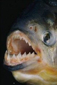 10 Interesting Piranha Facts