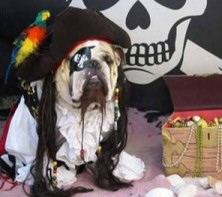 Pirate Dog