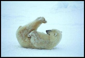 Funny picture of a Polar bear sliding