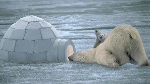 Polar Bear Bed Time