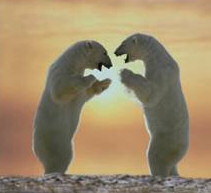 Polar Bears Chin-wag