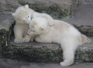 Polar Bear Cubs