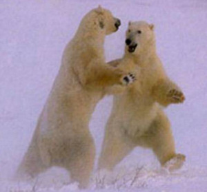 Polar Bear Dance