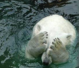 Polar bear hands over eyes