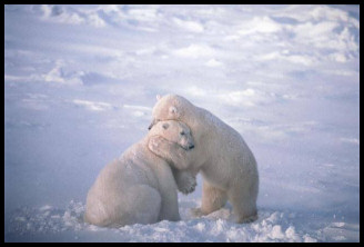 Polar bears hugging