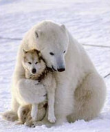 Polar Bear with Husky
