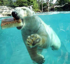 Polar Bears in Summer