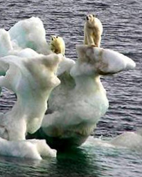 Poor Polar Bears Losing their Home