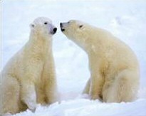 Funny Picture - Polar Bears Kiss