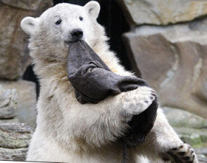 Knut - The world's most famous polar bear