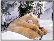 Polar bear hands over eyes