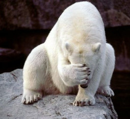 Polar Bear - Headache