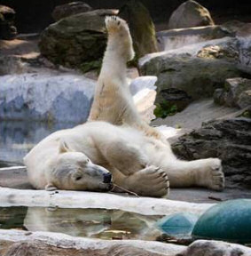 Interesting Facts about Bears
