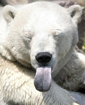 Polar Bear Tongue