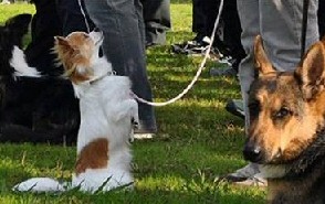 Chihuahua Police Dog