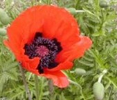 Buddy Poppies - Memorial Day Humour