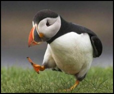 Puffin