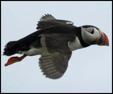 The Atlantic Puffins