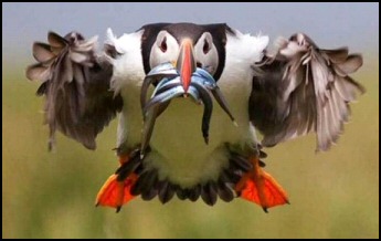 Puffin Catching Fish