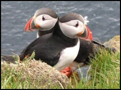 The Atlantic Puffin - Favourite Bird