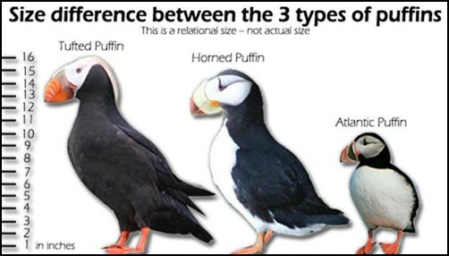 Species of Puffin