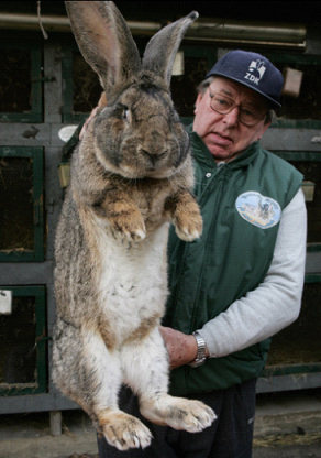 Giant Easter Bunny