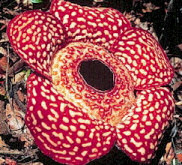 Raphlesia - The world's largest plant