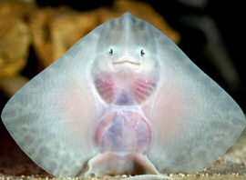 Baby Thornback Ray has a smiley face