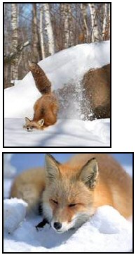 The Red Fox in Snow