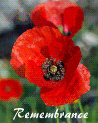 Poppy day 11th november