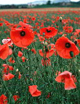 Remembrance Day, Poppy Day, Armistice Day or Veterans Day