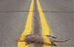 Road Kill - Not Speeding fast enough