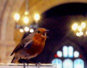 Robin - Bird of Pray