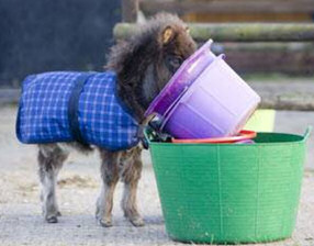 Dog and Donkey Playing