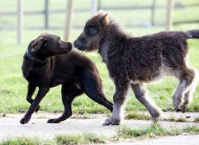 Dog and Donkey Playing