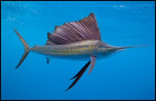 Sailfish