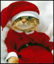 Santa Claws - Father Christmas with kitten