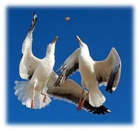 Funny Seagull Pictures