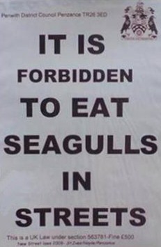 Seagulls eat ice-cream