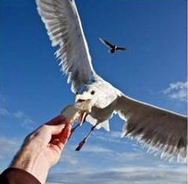 Dangerous Seagulls - please do not feed