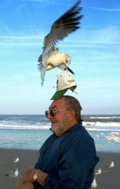 Seagull Takes Hat