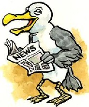 Funny Seagull picture