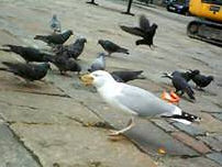 Seagull sam eating doritos