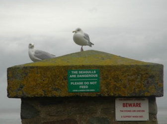 Dangerous Seagulls - please do not feed