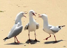 Seagull Gossip