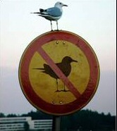 No Seagulls - Funny sign