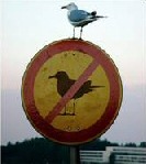 Dangerous Seagulls