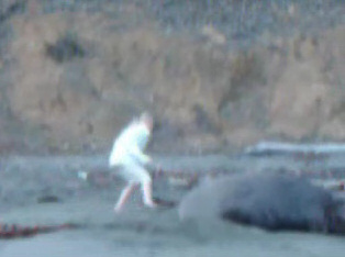 Man approaches seal