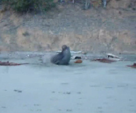 Seal on beach