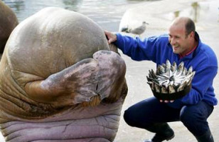 Seal gets his reward - tasty fish supper